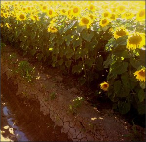 1053385_10153710254770272_5683096917985658264_o