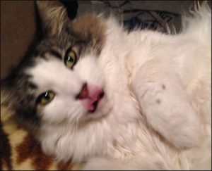 11080854_10153102162680272_481846125438751217_o