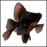 Black_Moor_Goldfish1