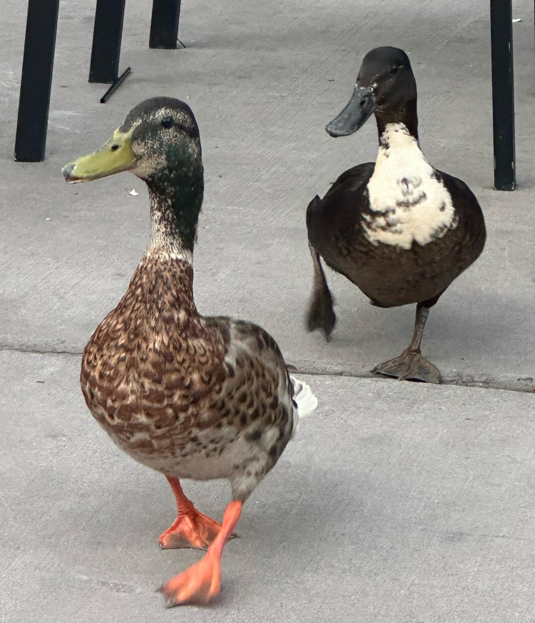 Ducks